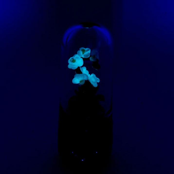 White Orchid 🀣 Dry Pipe by Empire Glassworks